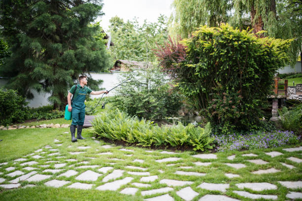 Best Local Pest Control Services  in Rosewood Heights, IL
